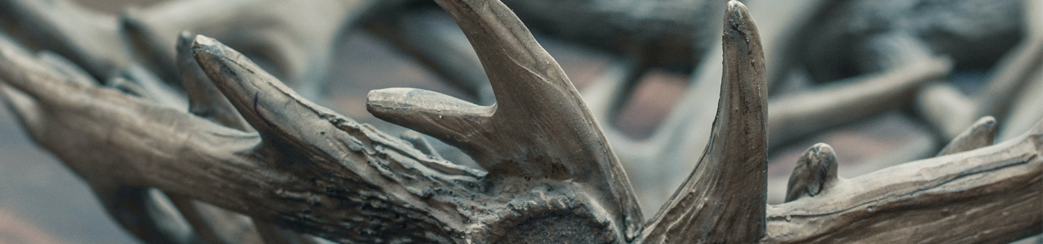 Photo of Antlers on Table