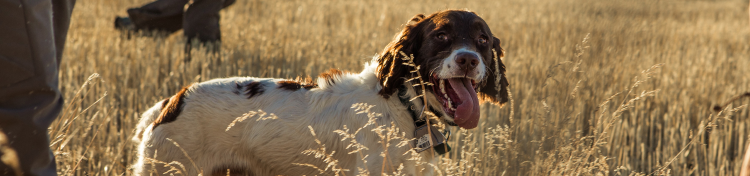 Photo of Hunting Dog with Owner